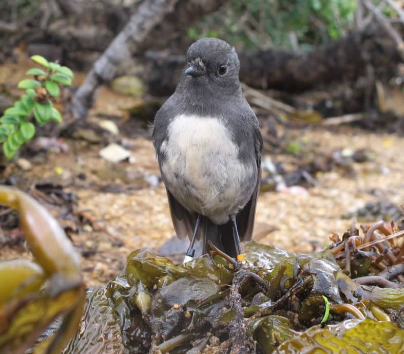 A small Stewart Island robin stands perched on damp kelp along a sandy coastal shoreline. Credit: Ruggedy Range Wilderness Experience - Ulva Island Birds & Forest Half Day