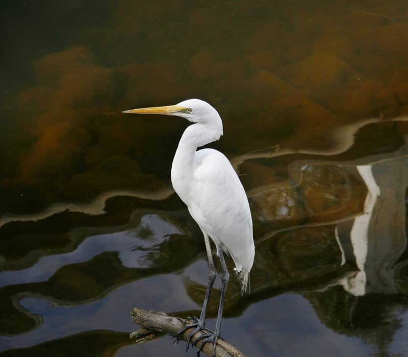 White Heron117811-56.jpg
